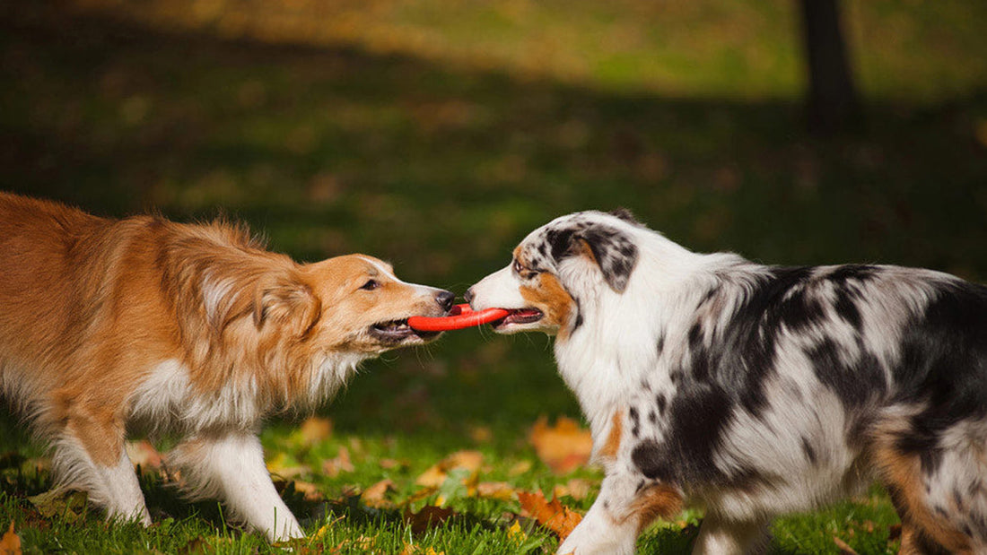 Best Dog Toys for Australian Shepherds