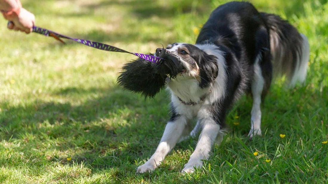 Best Toys for a Border Collie