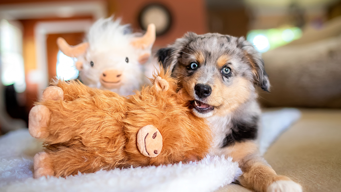 Best Toys for Aussies