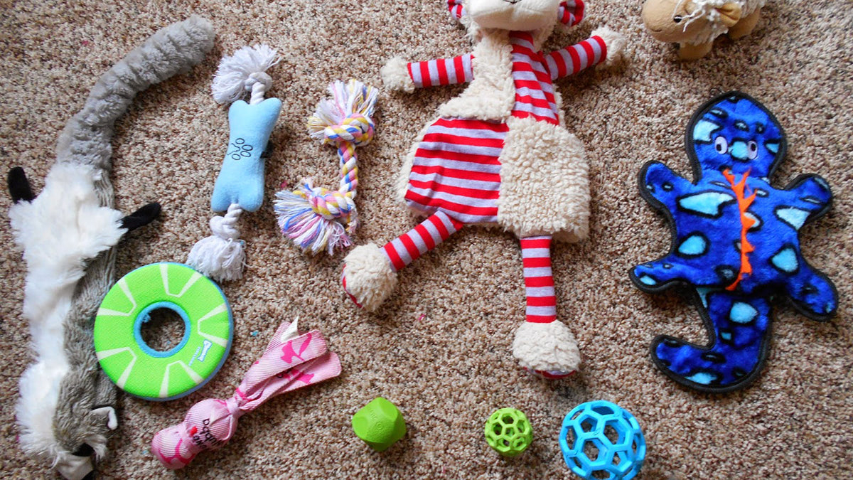 Best Toys for Australian Shepherd Puppies