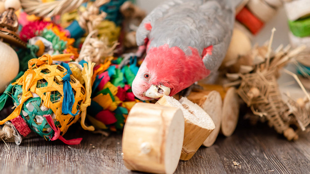 best toys for conures