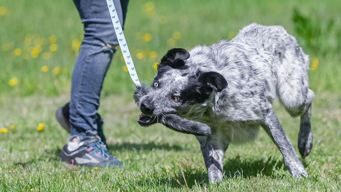 Best Toys for Dogs with High Prey Drive