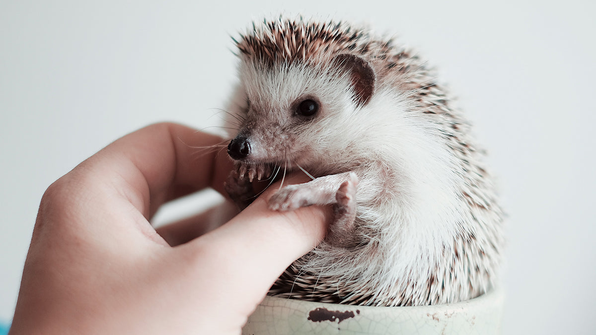 Best Toys for Hedgehogs