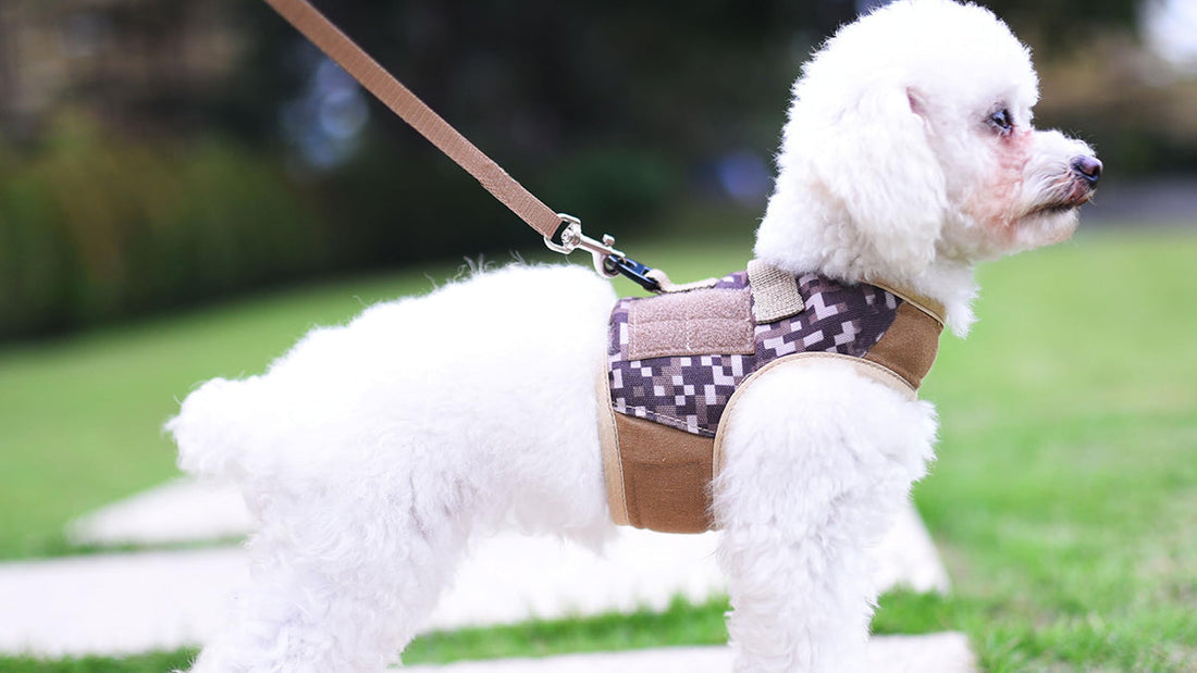 Best Harness for Toy Poodle