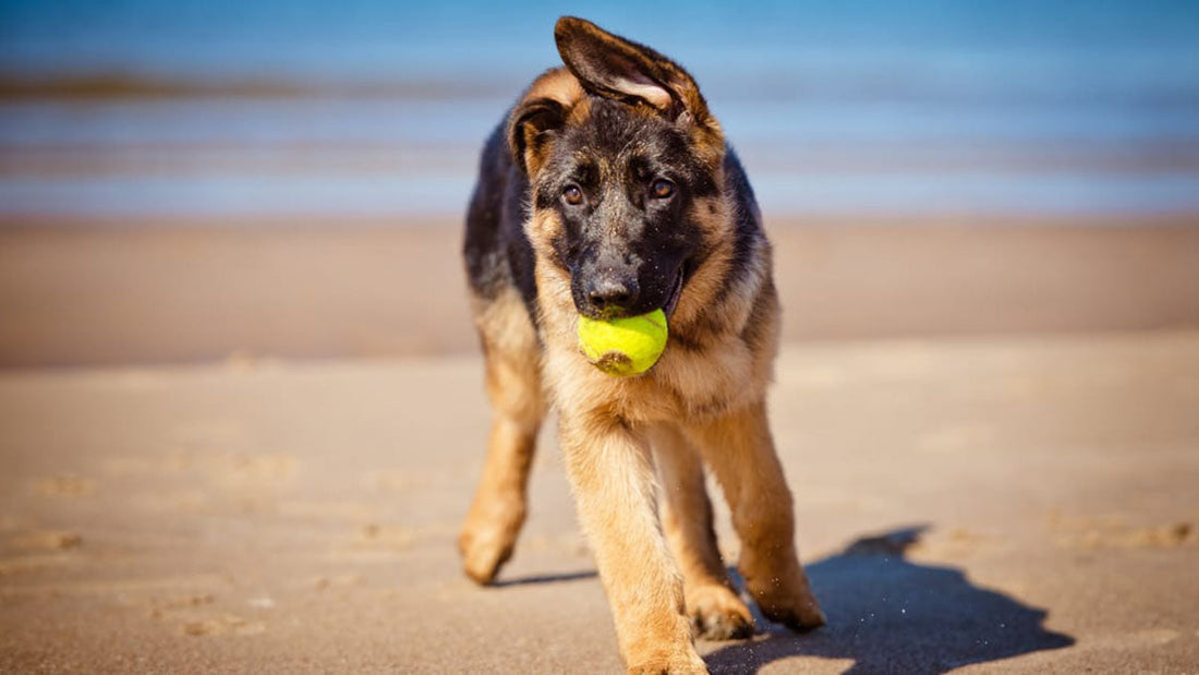 Best Toys for German Shepherd